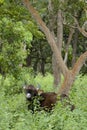 Gaur Indian Bison in Evergreen Forest