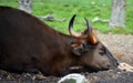 The gaur or Indian bison Royalty Free Stock Photo