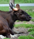 The gaur or Indian bison Royalty Free Stock Photo