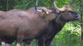 The gaur or Indian bison, is the largest extant bovine,