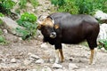 Gaur. Jaint black bull