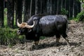 Gaur or large black bull stand in the Songkhla zoo