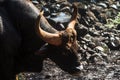 Gaur in Rain Royalty Free Stock Photo