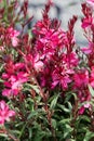 Gaura lindheimeri, beeblossom pink flowers