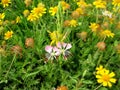 Butterfly Gaura Wildflower Oenothera lindheimeri