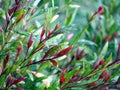 Gaura lindheimeri shrub