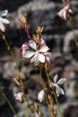 Gaura lindheimeri `Sparkle White Royalty Free Stock Photo