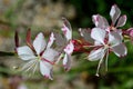 Gaura lindheimeri Sparkle White variety