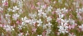 Gaura Whirling Butterflies Royalty Free Stock Photo