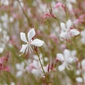 Gaura Whirling Butterflies Royalty Free Stock Photo