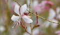 Gaura Whirling Butterflies Royalty Free Stock Photo