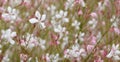 Gaura Whirling Butterflies Royalty Free Stock Photo