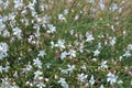 Gaura Whirling Butterflys Royalty Free Stock Photo