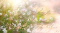 Gaura white flowers blooming in a garden, summer gaur lindheimeri or whirling butterflies