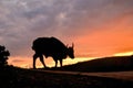 GaurBos gaurus close- up staning on the hill at sunrise in the