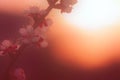 Gaussian blur natural background. Blooming apricot. Natural background, copy space. Foggy background in pastel colors