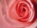 Gaussian Pink Rose