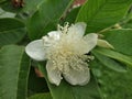 Gavava tree and white  Flower Royalty Free Stock Photo