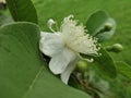 Gavava tree and white  Flower Royalty Free Stock Photo