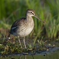 Gavia stellata bird migratory waterbird Northern Hemisphere inhabitant