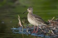 Gavia stellata bird migratory waterbird Northern Hemisphere inhabitant