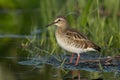 Gavia stellata bird migratory waterbird Northern Hemisphere inhabitant