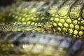 Gavial crocodile
