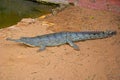 Gavial