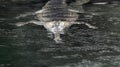 Gavial Crocodile Swimming Along in River Water Royalty Free Stock Photo