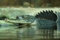 Gavial, Gavialis gangeticus, also known as gharial or fish-eating crocodile. Jaws, head and back of reptile above water surface.