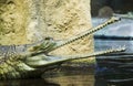 Gavial