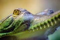 Gavial with open mouth and teeth Royalty Free Stock Photo