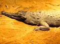 Gavial Sunbathing