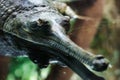 Gavialis gangeticus, Gharial, Gavial jaws detail head Royalty Free Stock Photo