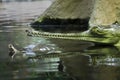 A gharial with its long snout partially submerged near a swimming turtle. Royalty Free Stock Photo