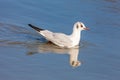 Gavina, sea bird in the free state in the marano lagoon in the adriatic sea. Royalty Free Stock Photo