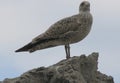 Gaviota argÃÂ©ntea ( Larus argentatus ) Royalty Free Stock Photo