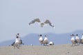 Gaviota de franklin Leucophaeus pipixcan Royalty Free Stock Photo