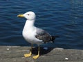 GAVIOTA EN EL PUERTO