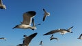 Gaviotas Royalty Free Stock Photo