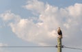 GaviÃÂ£o CarcarÃÂ¡ Caracara plancus perched on a power pole and in the background the blue sky