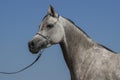 Arabian horse portrait Royalty Free Stock Photo