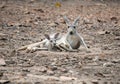 Gay kangaroo with joey Royalty Free Stock Photo