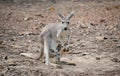 Gay kangaroo with joey Royalty Free Stock Photo