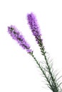 Gayfeather Flower Royalty Free Stock Photo