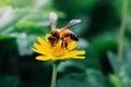 Gaysorn bees are nectar from flowers. Bee on flowers with grassland green background