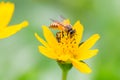 Gaysorn bees are nectar from flowers. Bee on flowers with grassland green background