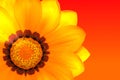 Gazania Royalty Free Stock Photo