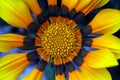 Gazania