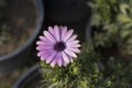 Gazania african daisy flowers closeup Royalty Free Stock Photo